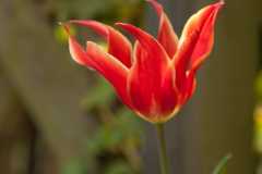 20090413-2009-04-13_16-31-15_DSC_8526.jpg